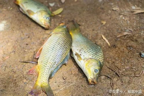 自制钓鱼饵料小药，提升诱鱼效果的秘诀