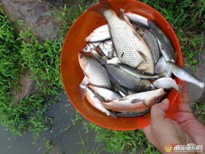 一竿两鱼，钓鱼饵料的科学配制与实战应用