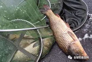 纯野王钓鱼饵料，野钓高手的秘密武器