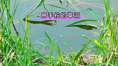 草的魔力，用身边的绿色宝藏自制钓鱼饵料全攻略