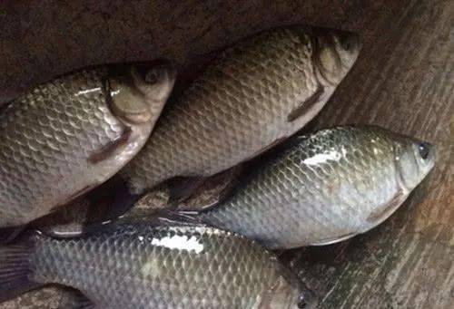春夏季野钓饵料选择全攻略