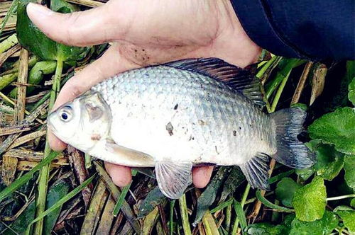 钓鱼饵料怎么看拌好了没？这5个方法教你轻松判断！