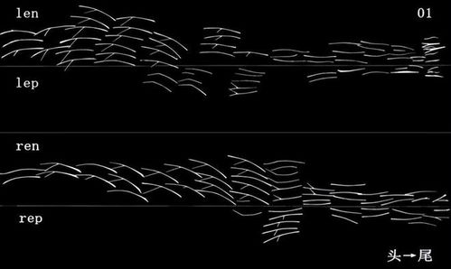 Mastering Winter Grass Carp Fishing:Tips and Techniques for Effective Bait Preparation