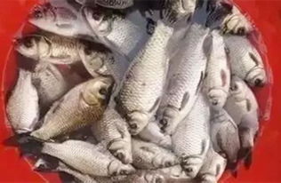 夏初野钓饵料推荐，好用吗？怎么样？