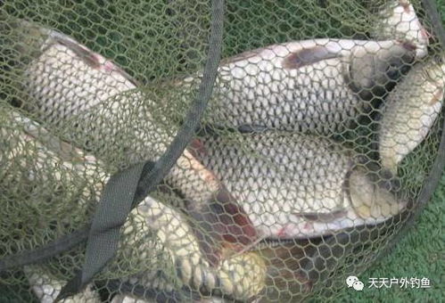 黑坑杀手！八角窝料饵料的神级用法，让鲫鱼疯狂咬钩