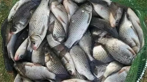钓鱼饵料小黄鱼怎么做的？这份传统秘方让你鱼获满满！