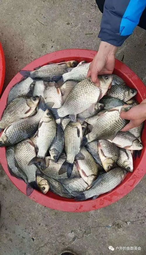 秋天夜钓，饵料搭配全攻略，让你的收获翻倍！