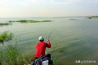 潼湖钓鱼饵料怎么用？这份详细指南让你轻松上鱼！