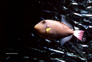 Mastering the Art of Saltwater竿 Fishing:Tips for Beginners