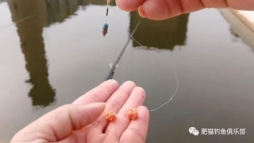 钓鱼饵料的水层控制指南，解决钓浮与抽浮问题