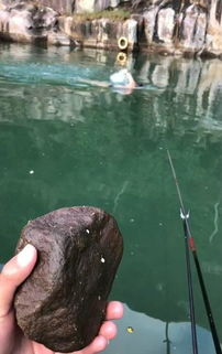网上卖的鱼饵料怎么样？钓鱼人的真实体验与评测