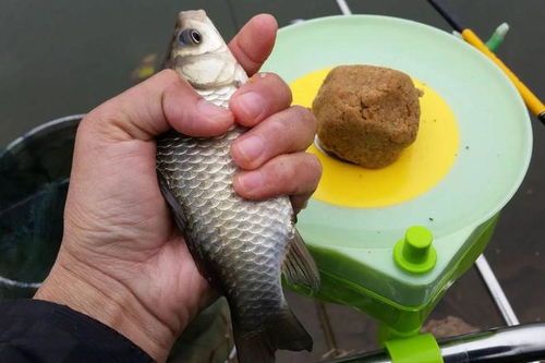 海钓饵料配制全攻略，让鱼儿疯狂咬钩的秘诀
