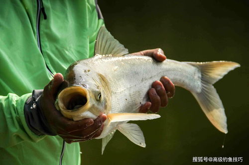 鲢鳙底窝钓鱼饵料自制秘方，诱鱼快，效果好！