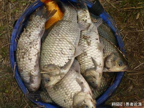 钓鱼饵料香豆怎么做的好吃？这份秘制配方让你鱼获满满！