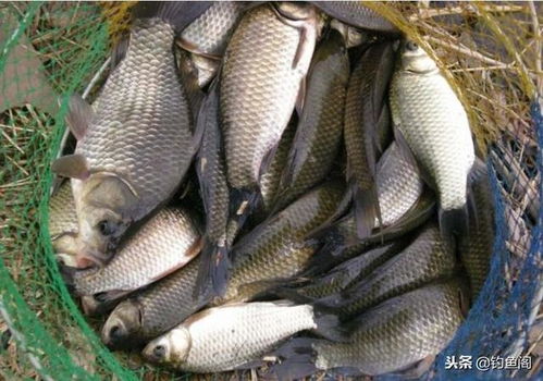 吴亚钓鱼鲫鱼饵料评测，效果、优缺点及使用心得