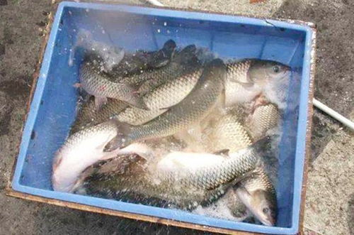 通威钓鱼饵料到底好用吗？老钓友实测分享，性价比与诱鱼效果全解析！