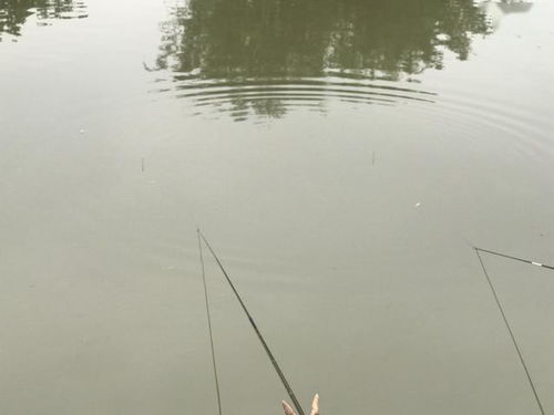 达瓦海钓鱼饵料，提升你的垂钓体验