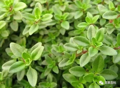 百里香，不只是香料，更是钓鱼高手的秘密武器