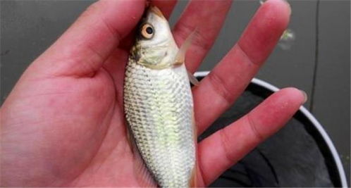 浮珠饵料野钓，让鱼儿疯狂咬钩的秘密武器