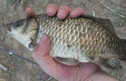 五一野钓，饵料选择的奥秘，让你的鱼获翻倍！