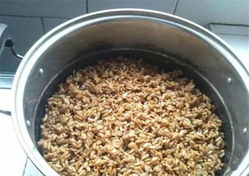 小江黄尾钓鱼饵料怎么样，全面评测与使用指南