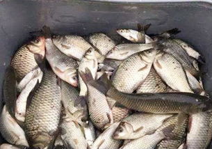 深秋钓鱼饵料不粘手怎么办？这5招教你轻松解决！