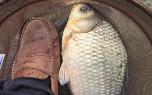 钓鱼饵料加小米，可行吗？详细添加指南