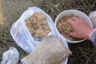 钓鱼饵料新选择，自制鸡干饵料的制作与使用全攻略