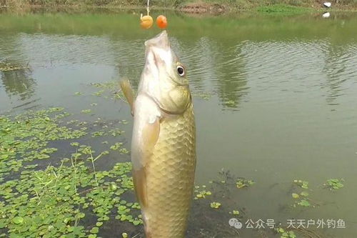 逗钓钓鱼饵料怎么配的好，从入门到精通的饵料配方指南