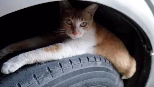 钓鱼饵料被猫吃掉，潜在风险与应对策略