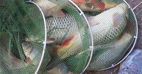 钓鱼饵料不沾饵怎么办？专业解决方法大揭秘