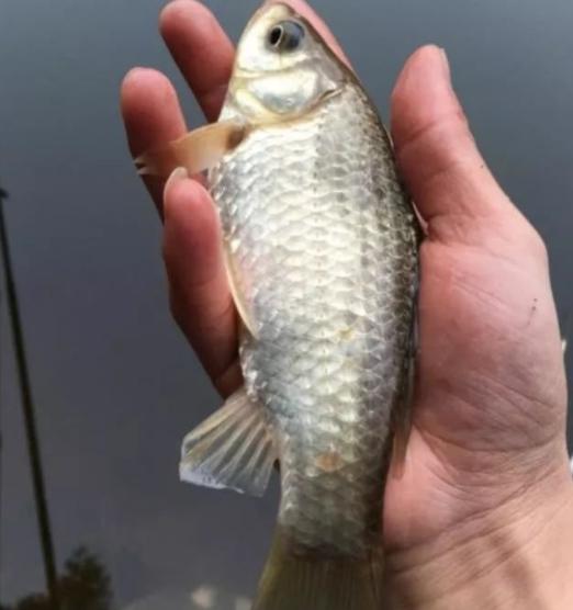钓鱼饵料不合格怎么办？这5步教你快速应对！