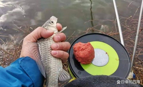 上钩就钓饵料，专业钓手的秘密武器