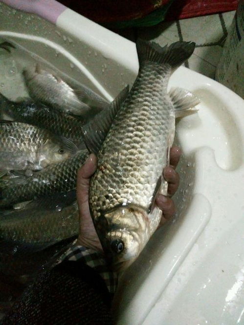 醉鱼王钓鱼饵料使用指南，提升你的钓鱼成功率