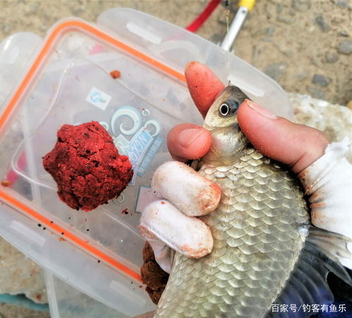 附钩性太强？钓鱼饵料这样处理，鱼口大开！