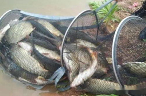 豪哥钓鱼饵料评测，实战效果究竟如何？钓鱼人必看！