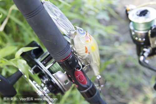 Mastering Winter鲤鱼Bait Fishing Techniques:Tips for Unmatched Success