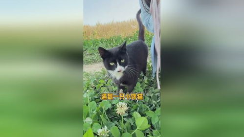 猫吃钓鱼饵料会怎样？后果严重到你不敢相信！