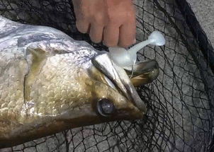 钓鱼饵料是假的吗？怎么办！