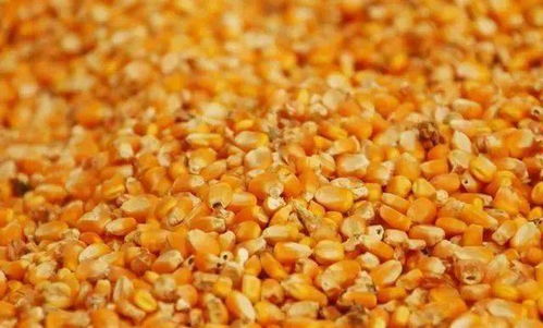 老玉米粒的妙用，自制钓鱼饵料全攻略