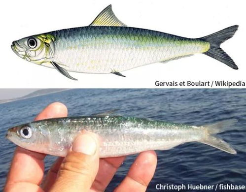 Mastering the Art of Fish:Tips and Techniques for Developing a Charmingly Accented Fishing Dialogue