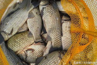 打窝添加剂鱼饵料怎么用？掌握这些技巧让你的鱼儿更上钩！