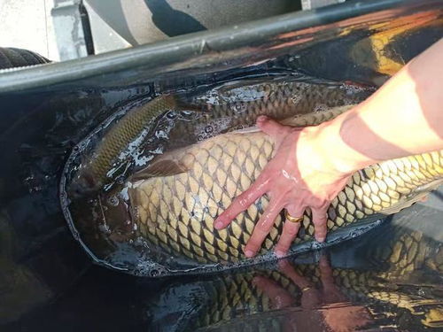 千灯湖钓鱼饵料怎么样？这份详细分析让你钓获满满！