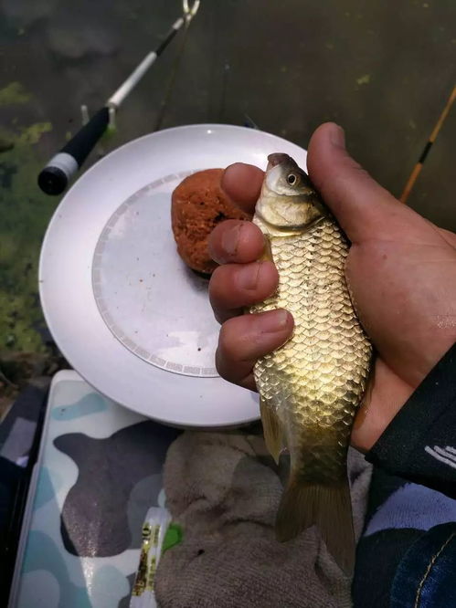 揭秘！晚九点钓鱼饵料怎么选？看完这个视频你也能钓大鱼！