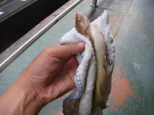 钓鱼饵料怎么样才开的好？掌握这5个秘诀，鱼儿争先恐后咬钩！