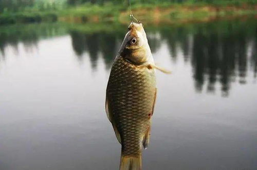 钓鱼饵料粉化怎么办？实用小妙招大揭秘