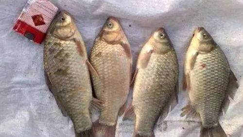钓鱼饵料摇一摇，掌握这个简单技巧提升钓鱼成功率