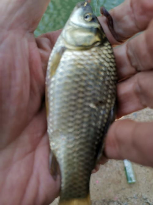 钓鱼饵料要怎么拌好吃一点？掌握这5个秘诀，鱼儿争先恐后咬钩！