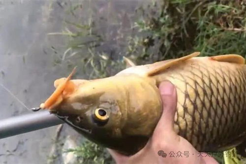 Mastering the Art of鲤鱼钓鱼，Expert Tips for Using a Fishing Box