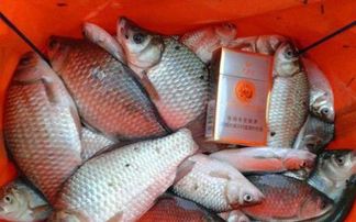 钓鱼饵料没鱼吃？这5个原因让你的鱼饵不再被忽视！